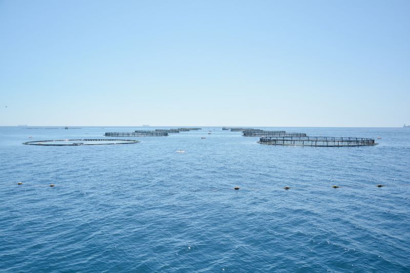 fish farm mff.com.mt