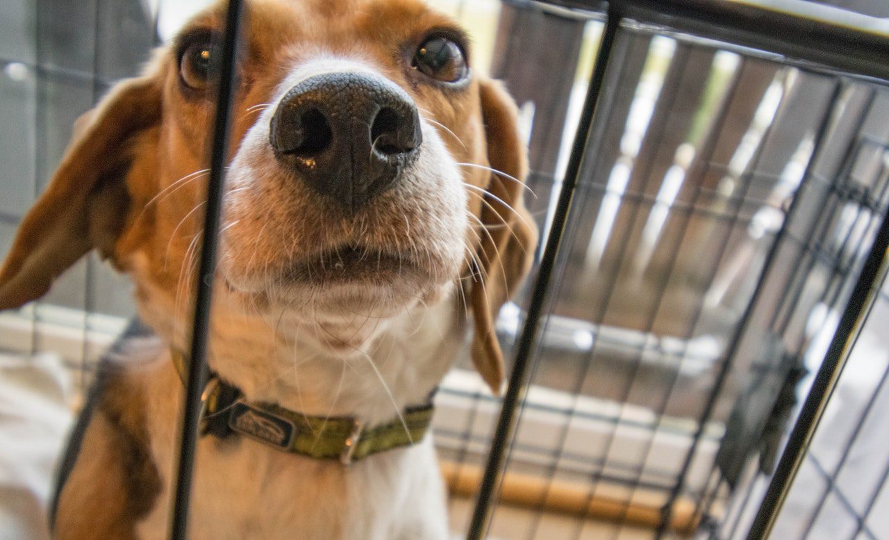 Dog in cage