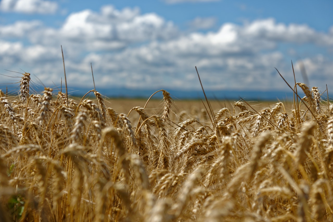 wheat grain cereal