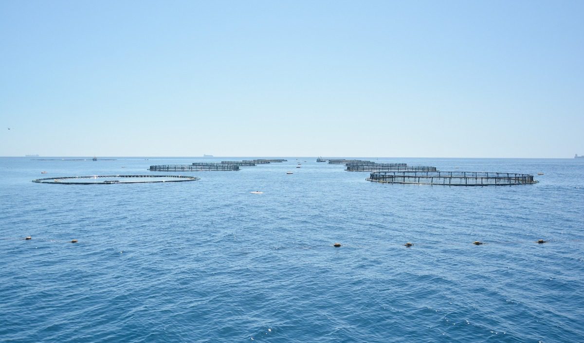 Malta Fish Farms Ltd